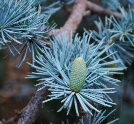 cedar cone