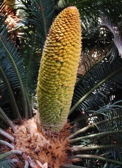 cycas cone