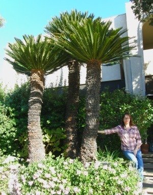 tall cycads