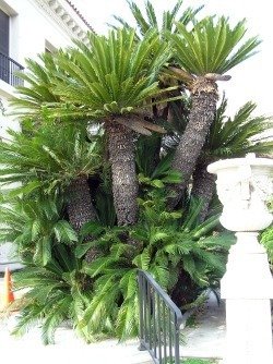 cycad clump