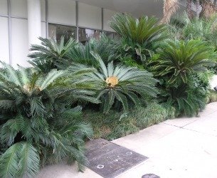 cycads in la