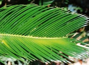 cycad leaf