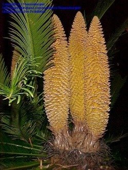 mature male cones