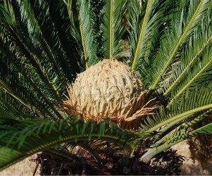 early female cone