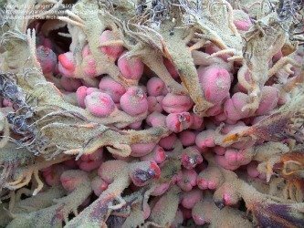 seed turning orange