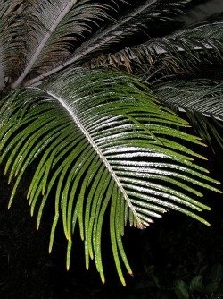 cycad scale