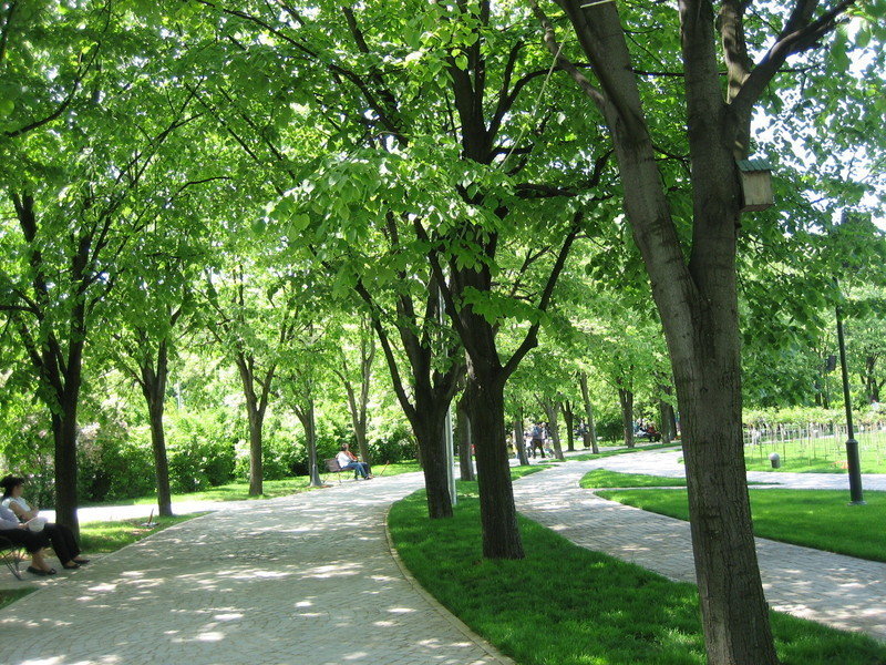 Linden alley in the park