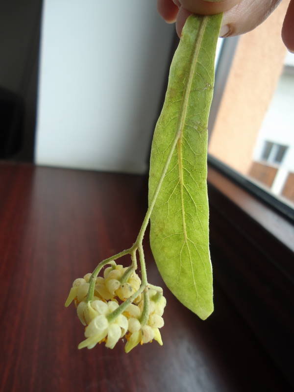 Tilia bract with flowers