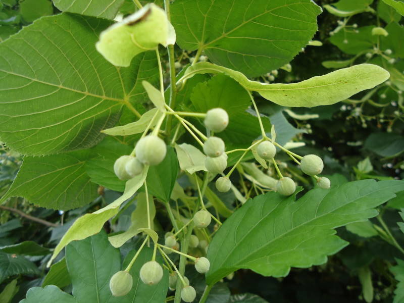 Little leaf linden pods with ribbon-like bracts