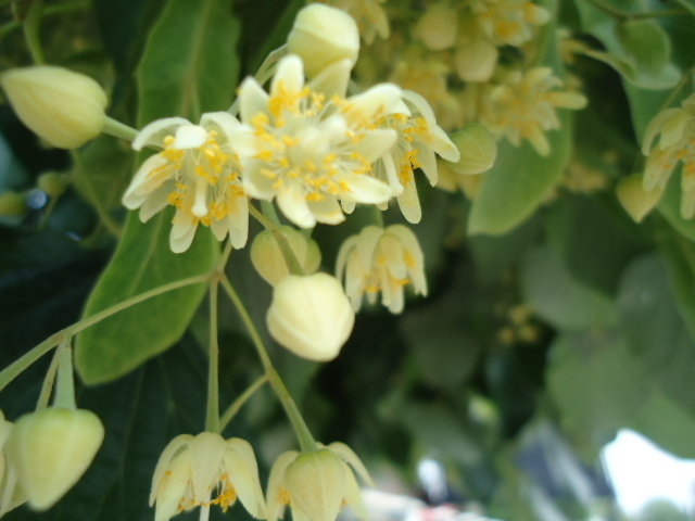 Tilia flowers