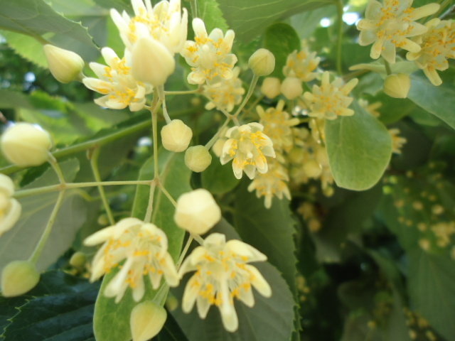 Linden blooms