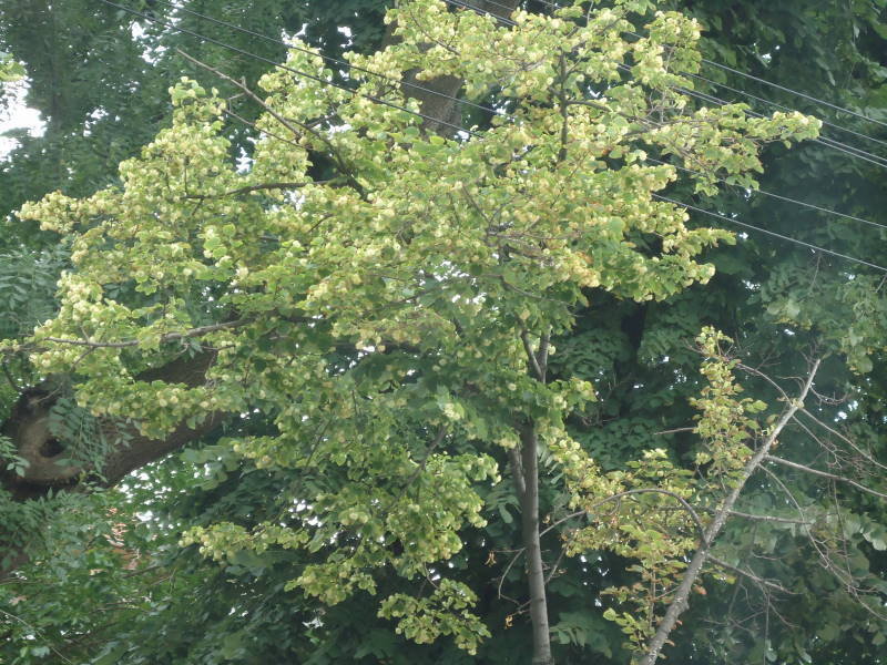 Little leaf linden blooming