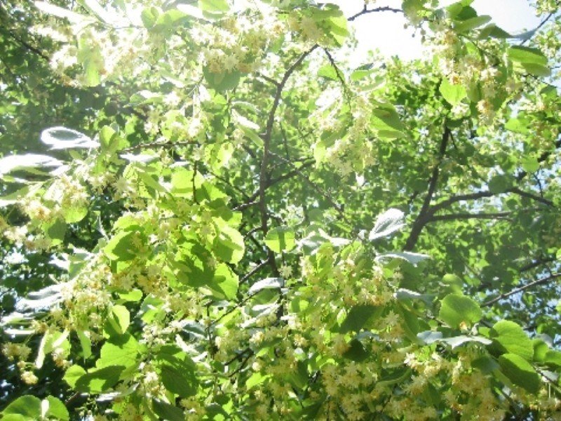 Little leaf linden blooming