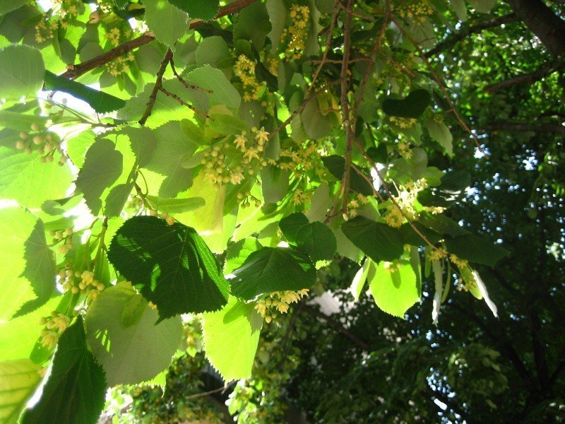 Silver linden flowers and leaves