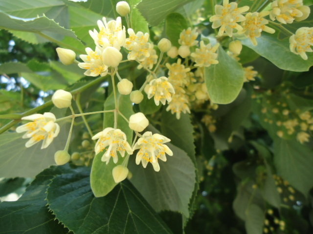 Silver linden blooms