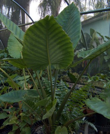 Alocasia robusta