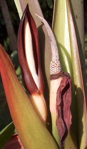 Alocasia robusta bloom