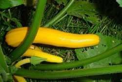 Image of golden zucchini