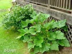 Image of zucchini plant full grown