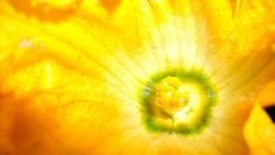  Inside a zucchini flower