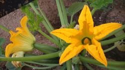 zucchini flowers