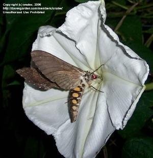 Five-spotted hawkmoth nectaring at moonflower