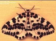 Black and white moth on yellow background