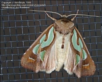 Green-blotched moth on a screen