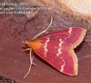 raspberry-red moth on wood