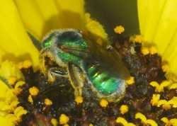 Green metallic bee