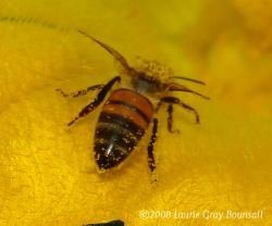 Honeybee covered in pollen