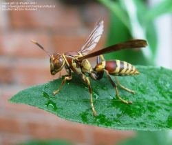 Paper wasp