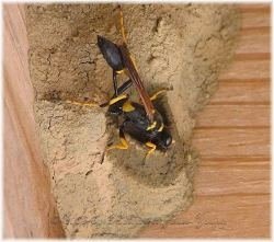 Mud dauber