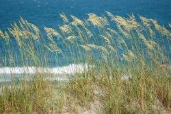 Sea Oats along the beach