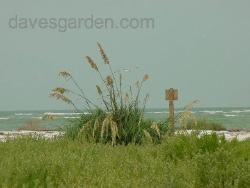 Sea Oats clump