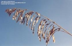 sea oats plume