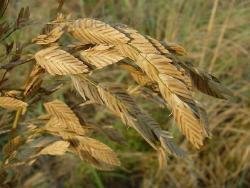 Mature sea oats seeds by Floridian