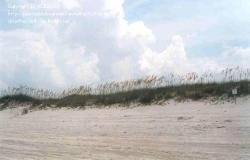 Sea Oats on dune