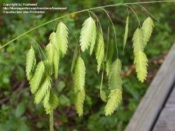 close-up of young seed plume