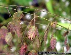 Northern Sea Oats Seeds in Fall