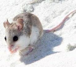 Endangered Beach Mouse