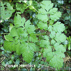 hemlock