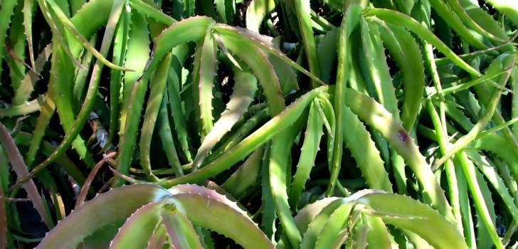 aloe confusa