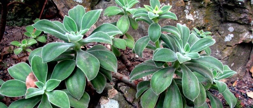 Echeveria coccinea