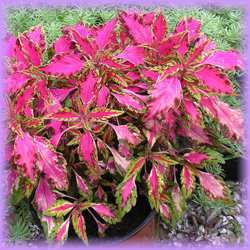 Solenostemon scutellariodes 'Pink Chaos'