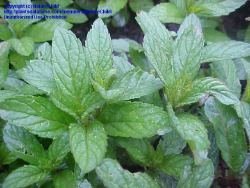 Image of peppermint leaves