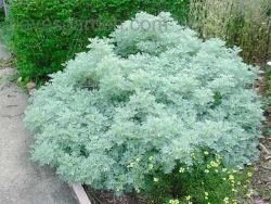 Image of wormwood