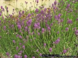 Image of lavender