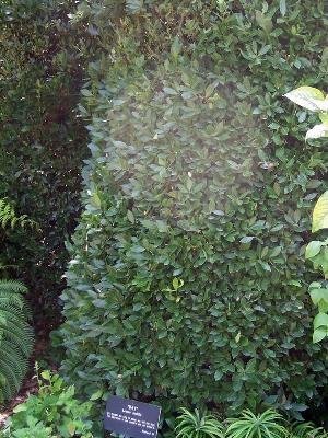 Laurus nobilis cultivated in California