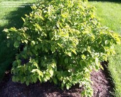 Hazelnut tree or bush